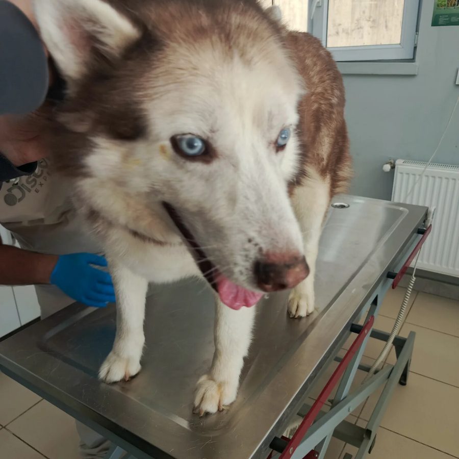 Vera Veteriner Kliniğinde muayene masasında sakin biçimde duran mavi gözlü köpek