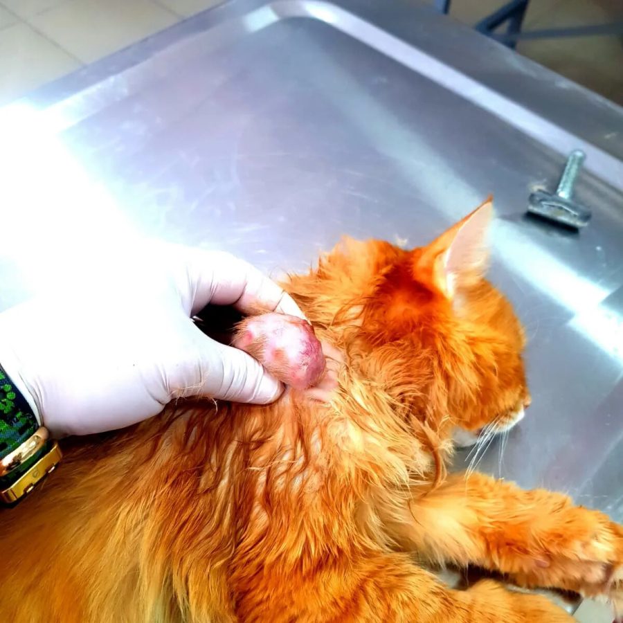 Veteriner hekim tarafından sakin biçimde kontrol edilen uzun tüylü turuncu kedi