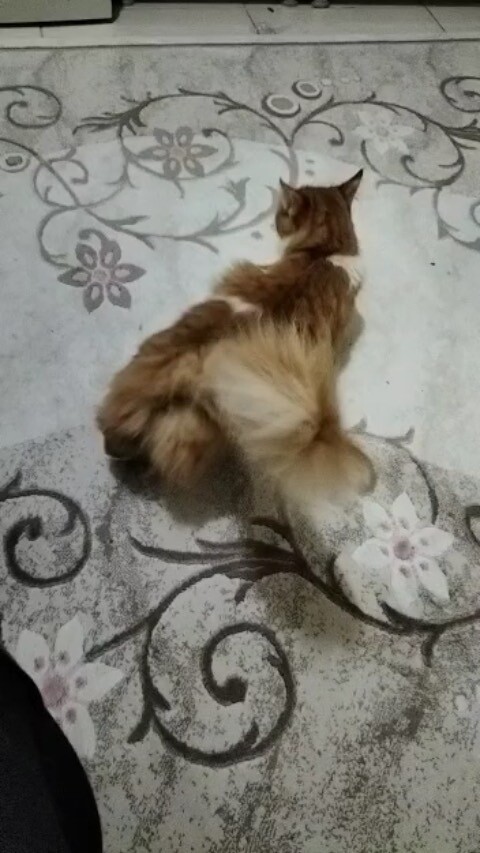 Ev ortamında koltuğun üzerinde oturan sağlıklı uzun tüylü kedi